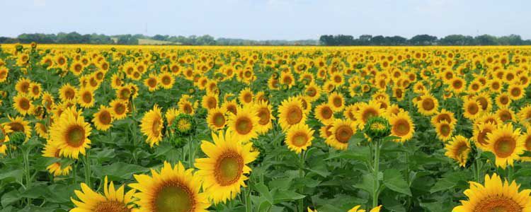 Күнкайнар Өндүрүшү