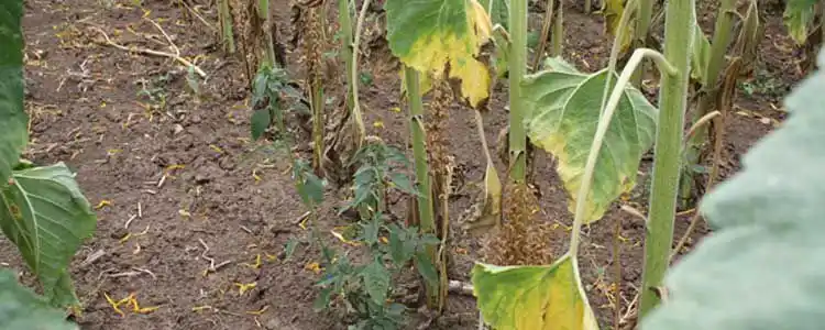 Күнкайнар Өндүрүшү