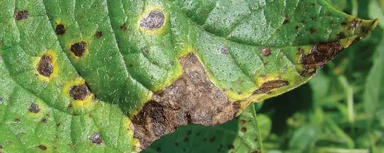 Күнкайнар Өндүрүшү