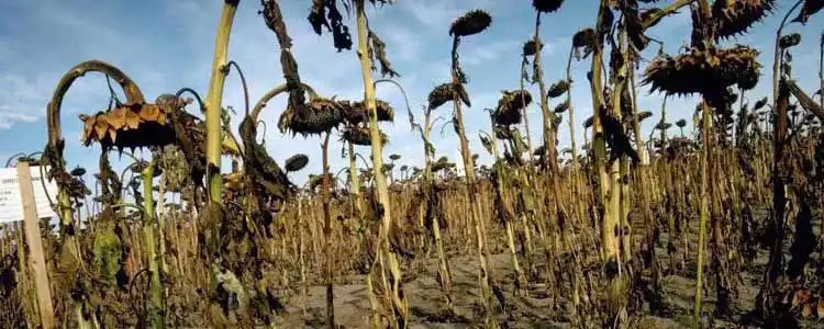 Күнкайнар Өндүрүшү