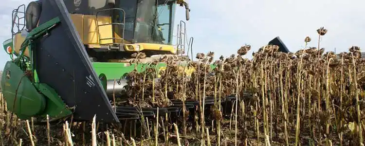 Күнкайнар Өндүрүшү