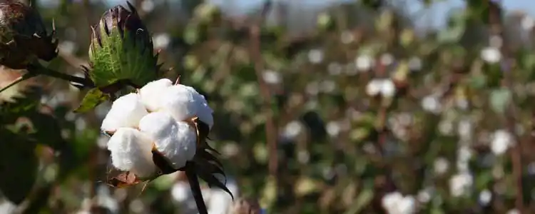 Пахта өндүрүшү