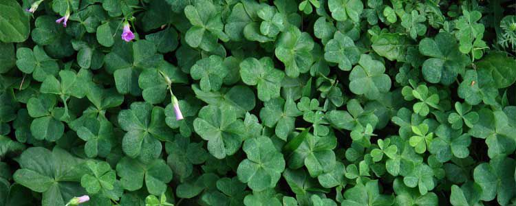 Йонжа Өндүрүшү