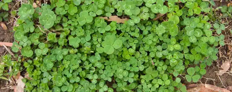 Йонжа Өндүрүшү