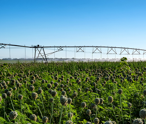 Пивот системалары